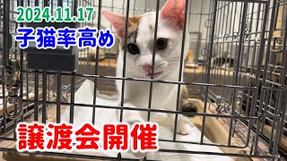 子猫率高め！譲渡会を開催しました