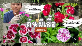 Repot🪴ต้นผีเสื้อ | 🦋ดอกไม้ทานได้เลี้ยงอย่างไรให้อายุยืน | by chookaearth 😗