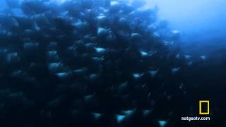 National Geographic-Untamed Americas   Gigantic School of Rays