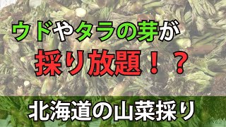 ウドやタラの芽が採り放題だった！山菜の宝庫北海道！