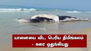 யானையை விட பெரிய திமிங்கலம் - கரை ஒதுங்கியது