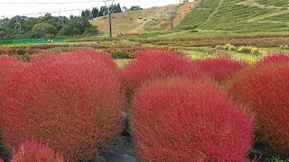 びわこ箱館山コキアパーク 4K