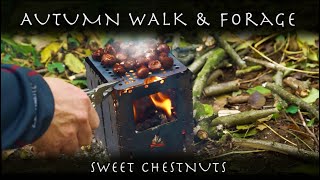 Sweet Chestnut foraging