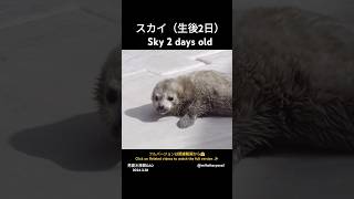 ちっちゃいスカイ Sky 男鹿水族館GAO