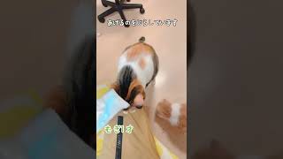 じらしすぎて...もう待てない！そして猫たちはある行動にでた