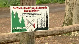 Wald-Knigge – Regeln für den Schutz der Natur | SWR | Landesschau Rheinland-Pfalz