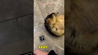 第一次見土撥鼠喝醉了的樣子，太搞笑了  #萌宠 #土拨鼠 #animals #搞笑