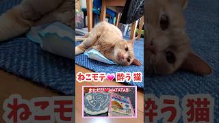 むぎっちゅ☆ねこモテ❤酔う猫(1.5倍速 逆再生あり)☆