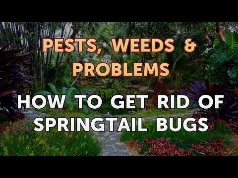 How to Get Rid of Springtail Bugs How to Get Rid of Springtail Bugs