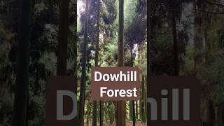 Dowhill Forest Kurseong #dowhill #kurseong #haunted