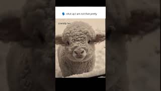 Adorable😍🥹#baby#sheep#cute#beautiful#love#life#animals#animallover#video#viralvideo#shorts#youtube