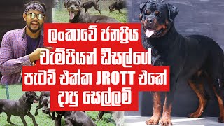 ලංකාවම දන්න චැම්පියන් ඩීසල්ගේ පැටව් එක්ක JROTT එකේ දාපු සෙල්ලම් | Pet Talk | JROTT KENNELS