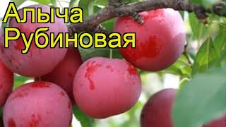 Алыча Рубиновая. Краткий обзор, описание характеристик prunus cerasifera Rubinovaya