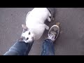 White cat loves me a lot