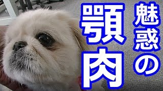 かわいいペキニーズ犬のドアップショット　pretty Pekingese