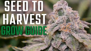 How to Grow Weed From Start to Finish | FULL Seed to Harvest in 2x2 Tent