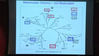 2016 Roy Walford lecture  NAD, Sirtuins and Aging