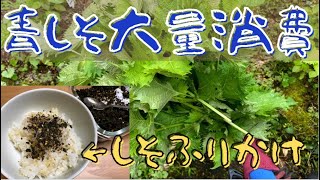 【青紫蘇（大葉）大量消費！】簡単無添加青シソふりかけ作り