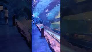 Aquarium Dubai Mall | best place to visit in dubai | underwater zoo Dubai | tunnel aquarium
