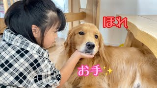 お手は拒否すれど、アゴなら貸してあげる大型犬クッキー【ゴールデンレトリバーとミニチュアダックスフンド】