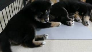 8月8日柴犬子犬部屋お昼寝の時間