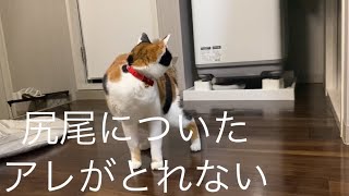 尻尾についたアレがとれずにクルクルまわる猫➰🐱➰おじゃま虫猫の地味な撃退法