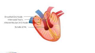 Electrophysiology of the Heart