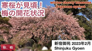 新宿御苑／寒桜が見頃！梅の開花状況　2023年2月18日(土)早咲きの寒桜が見頃，梅も一部咲き始めていました。椿，水仙，福寿草と次々と開花しており，散歩におすすめです！#散歩＃桜＃梅