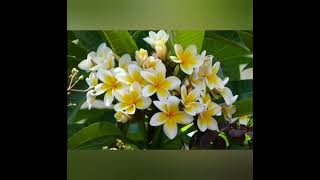 কাঠগোলাপ এর সাদার মায়া🥰🥀। #flowers #youtube #subscribe #frangipani #plumeria #2022