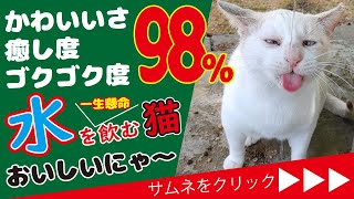 【神回】水を飲みたそうに座っていた猫。蛇口をひねると水を飲んだ。A cat drinking water from a faucet.