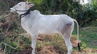 ಸಿಂಗಲ್ ಹೋರಿ ಮಾರಾಟಕ್ಕೆ, ಬೆಳಗಾವಿಯಲ್ಲಿ. Single Ox for sale in Belagavi. @Cattle Market India-CMI