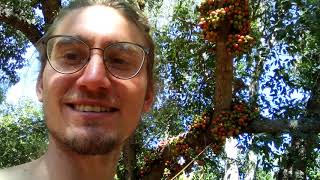 cluster fig (ficus racemosa)- abundance of fruit in drought