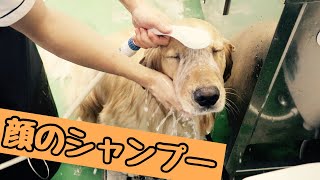 お顔のシャンプー【ゴールデン・レトリーバー】［兵庫ペット医療センター 尼崎本院］Happy dog glooming