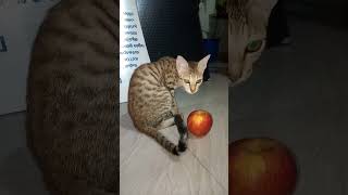 Funny Kitten Smelling An Apple 🍎🐱