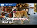 Bola tenis, 'gaji lumayan' yang ditunggu anjing pengesan K9