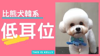 比熊犬的韓風低耳位造型｜凱莉老師 Groomer Kelly｜寵物美容教學｜Bichon Frise Pet Grooming