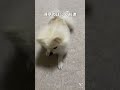 得意のほふく前進する犬 ポメラニアン 犬 犬のいる暮らし かわいい犬 dog pomeranian