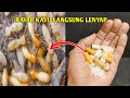 TERNYATA CUKUP PAKE BAHAN INI, HAMA RAYAP KAYU LANGSUNG LENYAP !!