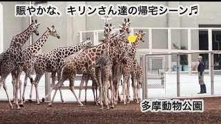 多摩動物公園のキリンさん達の帰宅シーン