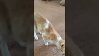 ഹർത്താൽ ദിവസം പൂച്ചയുടെ പരാതി 😍🐈🐈🐱 the cats complaint # short