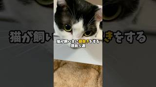 猫が飼い主に頭突きをする理由5選 #猫 #ねこ #保護猫 #猫のいる暮らし #猫のいる生活 #雑学 #猫動画 #猫動画 #猫好きさんと繋がりたい #猫好き #猫との暮らし VOICEVOX:青山龍星