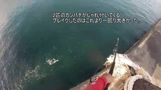 堤防足元で巨大カンパチがうろちょろ　ショアジギング