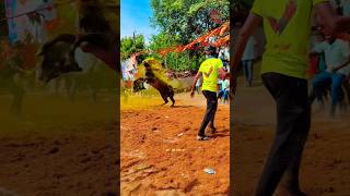 ⚔️SPK Amaran❤️‍🔥New Field test | Semma Mass #jallikattu #trending #videos