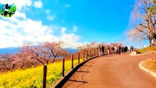 The most beautiful cherry blossom season in Japan🌸Nishihirabatake Park, Matsuda, Kanagawa.