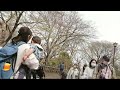 【2022 桜 満開】井の頭恩賜公園の桜 吉祥寺駅周辺お散歩 第2回 外配信アーカイブ