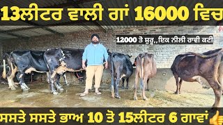 ਸਸਤੇ ਭਾਅ 6 ਗਾਵਾਂ ਵੀਕਾਓ। cows for sale/vadiya farm/31-1-25