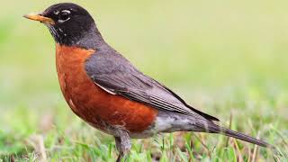American Robin Bird Sound, Bird Song, Bird Call, Bird Calling, Chirps, Lissen Birds Chirping