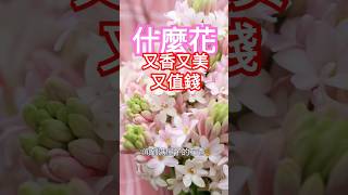 我宣布!它就是花卉顏值天花板! #園藝 #花卉綠植 #花 #花花世界 #養花 #養花小知識 #盆栽 #香水 #室內植物 #玫瑰 #香水玫瑰 #綠植