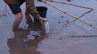 KÍCH CÁ 29 TẾT TIỀN HẢI THÁI BÌNH NƯỚC ĐỔ ĐỒNG TOÀN CÁ NHEO VÀ CÁ CHÉP.