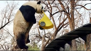 01.14 么么儿萌兰你又想干嘛? 😲Meng Lan, what do you want to do? | Adorable Panda